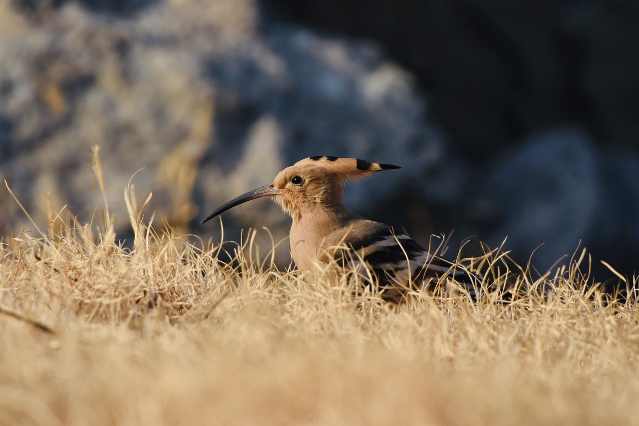 Urban Birding: The Role of Birds in Sustainable Cities